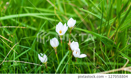 White crocuses peeking out from the bush White crocuses peeking out from the bush 127058804