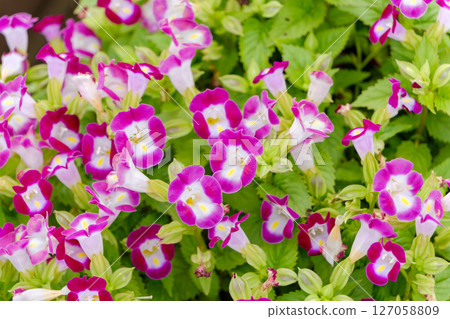 A colorful field of Torenia flowers 127058809