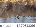Hooded merganser duck preening its feathers while swimming on a lake 127058866