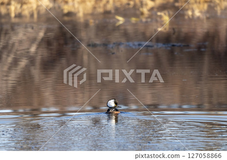 Hooded merganser duck preening its feathers while swimming on a lake 127058866