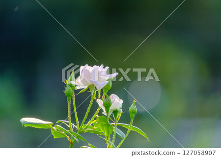 White roses in the morning sun 127058907