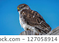 Ferruginous hawk perched on a wooden fence post against clear blue sky 127058914