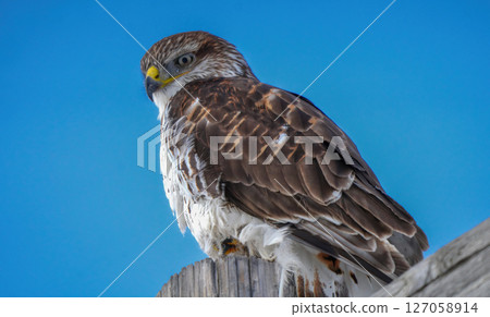 Ferruginous hawk perched on a wooden fence post against clear blue sky Ferruginous hawk perched on a wooden fence post against clear blue sky 127058914