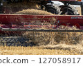 Combine harvester gathering wheat in field during harvest season 127058917