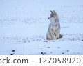 Coyote sitting in snowy field looking towards horizon 127058920