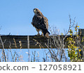 Swainson's hawk perched on wooden fence post against blue sky 127058921