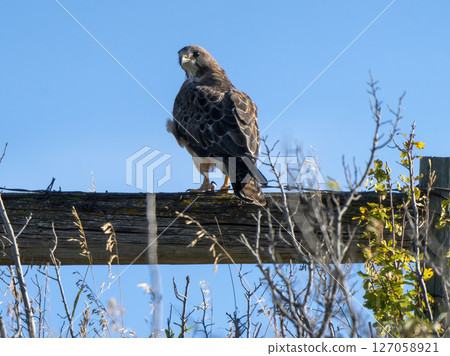 Swainson's hawk perched on wooden fence post against blue sky Swainson's hawk perched on wooden fence post against blue sky 127058921
