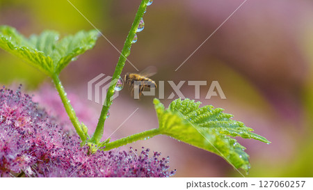 Bee in flight near drops on the stem of a flowering plant Bee in flight near drops on the stem of a flowering plant 127060257