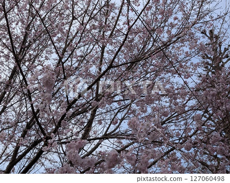 Cherry Blossoms Cherry Blossoms 127060498