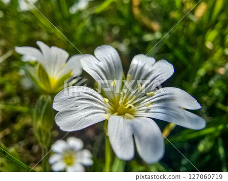 Spring Wildflowers in Bloom blooming field 127060719