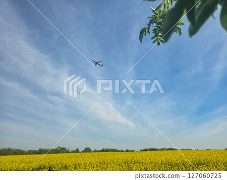View of a Blooming Rapeseed Field View of a Blooming Rapeseed Field 127060725