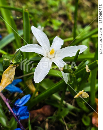 Beautiful Blooming Flowers in Garden Bed 127060728