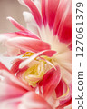 Tulip flowers with pink petals and a yellow center 127061379