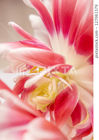 Tulip flowers with pink petals and a yellow center 127061379