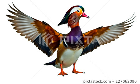 A male Mandarin duck showcases its striking orange sail feathers and iridescent purple green head, wings fully extended, in an isolated setting. 127062096