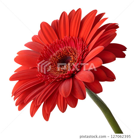 Vibrant red gerbera daisy isolated on transparent background, fresh flower, botanical beauty 127062395