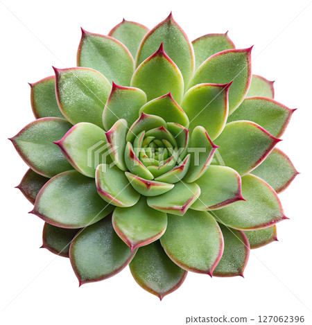 Succulent plant isolated on transparent background, greenhouse plant, desert flora minimalist style 127062396