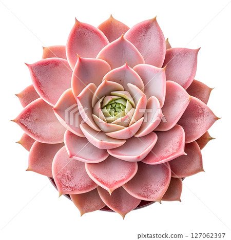 Succulent plant isolated on transparent background, greenhouse plant, desert flora minimalist style 127062397