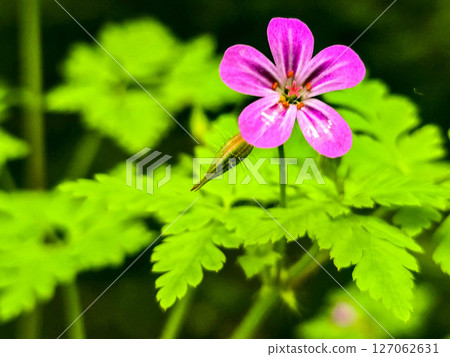Forest Botany Wild FloraStock Wild Herbs Forest Botany Wild FloraStock Wild Herbs 127062631
