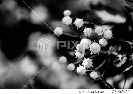 Botanical Monochrome Nature s Elegance Botanical Monochrome Nature s Elegance 127062645