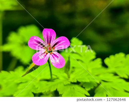 Forest Botany Wild FloraStock Wild Herbs Forest Botany Wild FloraStock Wild Herbs 127062646