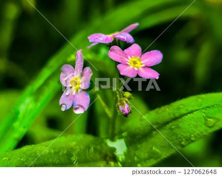 Forest Botany Wild FloraStock Wild Herbs Forest Botany Wild FloraStock Wild Herbs 127062648