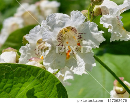 Flowers of Indian bean tree Catalpa bignonioides, also known as southern catalpa or cigar tree Flowers of Indian bean tree Catalpa bignonioides, also known as southern catalpa or cigar tree 127062676