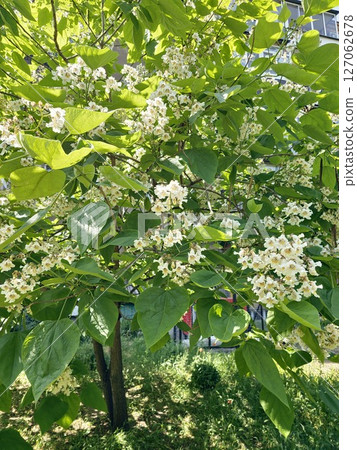 Catalpa tree. Flowers are white or cream-colored. One of the most common species is the southern Catalpa bignonioides or Chinese Catalpa ovata. Catalpa tree. Flowers are white or cream-colored. One of the most common species is the southern Catalpa bignonioides or Chinese Catalpa ovata. 127062678