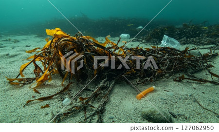 Seaweed and Plastic Pollution on the Ocean Floor Seaweed and Plastic Pollution on the Ocean Floor 127062950