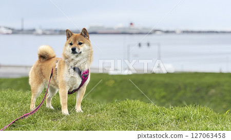 Adorable red Shiba Inu dog happily walking on lush green gras Adorable red Shiba Inu dog happily walking on lush green gras 127063458