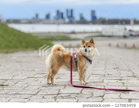 Adorable red Shiba Inu dog happily walking on lush green gras 127063459