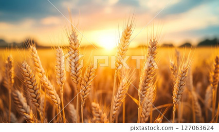 Golden Wheat Stalks Bathed in Sunset Light Golden Wheat Stalks Bathed in Sunset Light 127063624