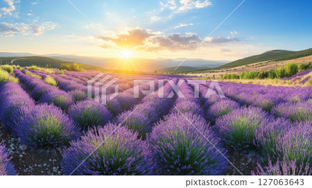 Lavender Field at Sunset with Sunbeams and Rolling Hills Lavender Field at Sunset with Sunbeams and Rolling Hills 127063643