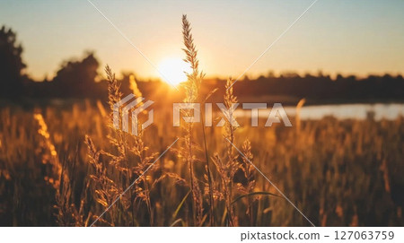 Golden Grass Stalks Bathed in Sunset Light 127063759