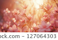 Delicate Pink Flowers Blooming in Golden Sunlight 127064303