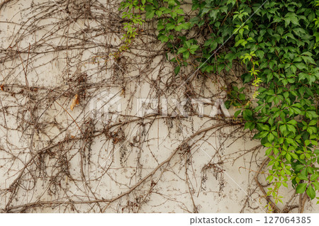 Green ivy climbing white wall with dried branches wallpapper copy space 127064385