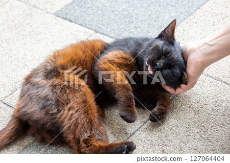 Friendly cat 127064404