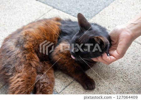 友善的貓 127064409