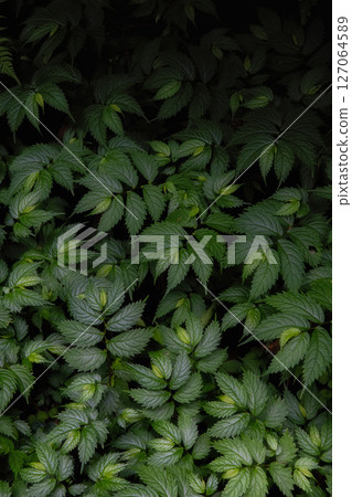 初夏綠意盎然的山間小徑風景 127064589