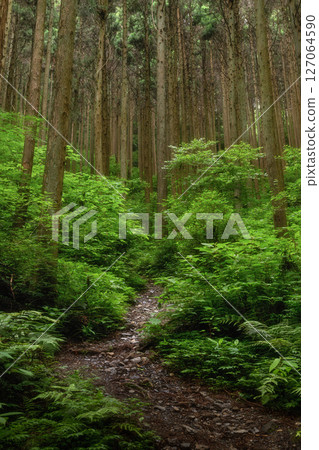 初夏綠意盎然的山間小徑風景 127064590