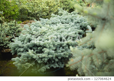 Dense blue spruce trees in nursery with lush foliage for sale. Evergreen plants in cultivated garden setting. Close up. Outdoors. Gardening. Dense blue spruce trees in nursery with lush foliage for sale. Evergreen plants in cultivated garden setting. Close up. Outdoors. Gardening. 127064624