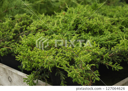 Dense juniper spruce trees in nursery. Lush Green Juniper Bushes in black planter pots for sale. Landscaping, gardening, or ornamental purposes. Evergreen plants in cultivated garden. Close up. Dense juniper spruce trees in nursery. Lush Green Juniper Bushes in black planter pots for sale. Landscaping, gardening, or ornamental purposes. Evergreen plants in cultivated garden. Close up. 127064626