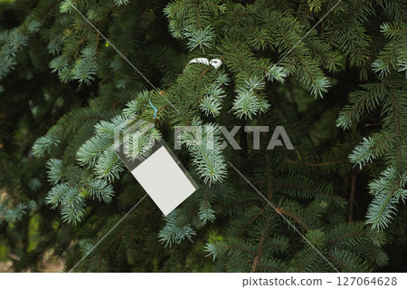 Evergreen tree farm. Prickly spruce. Spruce coniferous trees sold in garden center. Picea pungens glauca. Space for text on label. Evergreen tree farm. Prickly spruce. Spruce coniferous trees sold in garden center. Picea pungens glauca. Space for text on label. 127064628