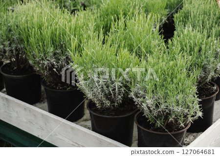 Lavender plants in black pots neatly arranged on garden shelf in Nursery. Ready for gardening enthusiasts and plant lovers. Sale. Close up. Lavender plants in black pots neatly arranged on garden shelf in Nursery. Ready for gardening enthusiasts and plant lovers. Sale. Close up. 127064681