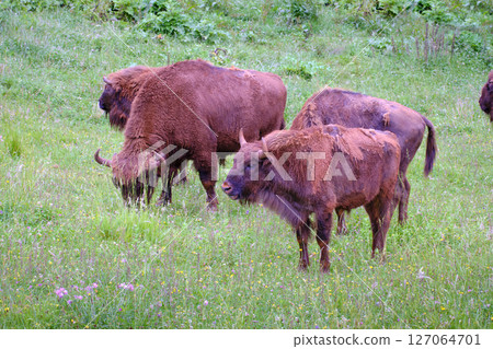 European bison group grazing in a grassland European bison group grazing in a grassland 127064701