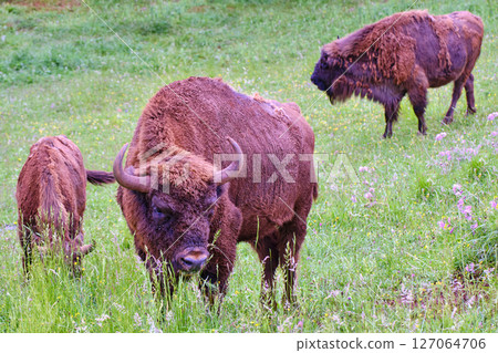European bison group grazing in a grassland European bison group grazing in a grassland 127064706