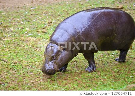 A pygmy hippo grazing in the grass. A pygmy hippo grazing in the grass. 127064711