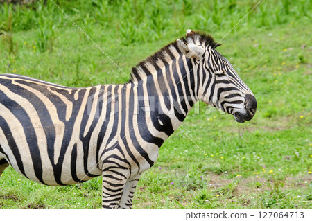 A zebra is standing in a grassy field. 127064713