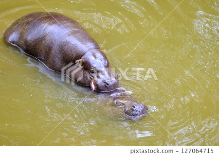 couple of pygmy hippos copulating in the water. couple of pygmy hippos copulating in the water. 127064715