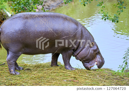 A pygmy hippo grazing in the grass. A pygmy hippo grazing in the grass. 127064720